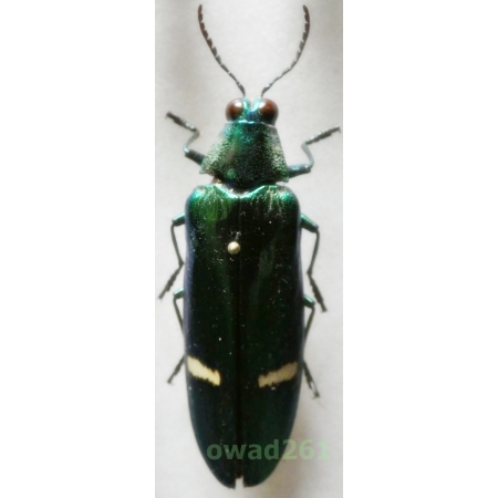 Megaloxantha daleni kyokoae Endo, 1995 +55mm Malaysia